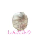 ちびだんごちゃんの日常（個別スタンプ：2）