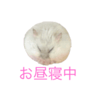 ちびだんごちゃんの日常（個別スタンプ：7）