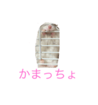 ちびだんごちゃんの日常（個別スタンプ：9）