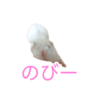 ちびだんごちゃんの日常（個別スタンプ：11）