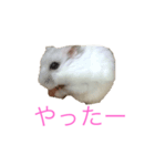 ちびだんごちゃんの日常（個別スタンプ：15）