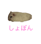 ちびだんごちゃんの日常（個別スタンプ：16）