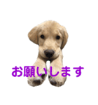 うちのわんこリュウくん（個別スタンプ：2）
