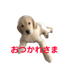 うちのわんこリュウくん（個別スタンプ：6）