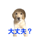 うちのわんこリュウくん（個別スタンプ：7）
