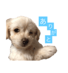 チワプーのしずく（個別スタンプ：1）