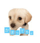 チワプーのしずく（個別スタンプ：3）
