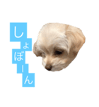 チワプーのしずく（個別スタンプ：4）
