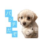 チワプーのしずく（個別スタンプ：5）