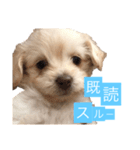チワプーのしずく（個別スタンプ：6）
