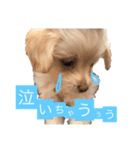 チワプーのしずく（個別スタンプ：8）