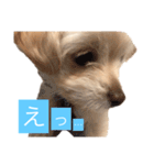 チワプーのしずく（個別スタンプ：9）
