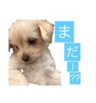 チワプーのしずく（個別スタンプ：10）