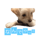 チワプーのしずく（個別スタンプ：11）