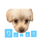 チワプーのしずく（個別スタンプ：13）