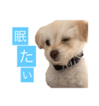 チワプーのしずく（個別スタンプ：14）