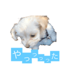チワプーのしずく（個別スタンプ：16）