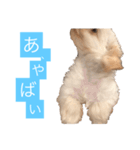 チワプーのしずく（個別スタンプ：20）