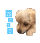 チワプーのしずく（個別スタンプ：21）