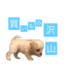 チワプーのしずく（個別スタンプ：22）