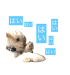 チワプーのしずく（個別スタンプ：24）