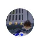 荒ぶる子(﹡'ᴗ'﹡)（個別スタンプ：1）