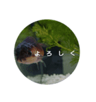 荒ぶる子(﹡'ᴗ'﹡)（個別スタンプ：2）