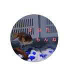 荒ぶる子(﹡'ᴗ'﹡)（個別スタンプ：5）