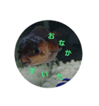 荒ぶる子(﹡'ᴗ'﹡)（個別スタンプ：7）