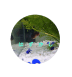 荒ぶる子(﹡'ᴗ'﹡)（個別スタンプ：8）