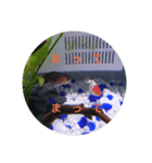 荒ぶる子(﹡'ᴗ'﹡)（個別スタンプ：9）