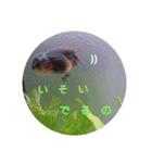 荒ぶる子(﹡'ᴗ'﹡)（個別スタンプ：10）