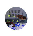 荒ぶる子(﹡'ᴗ'﹡)（個別スタンプ：13）