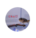 荒ぶる子(﹡'ᴗ'﹡)（個別スタンプ：16）