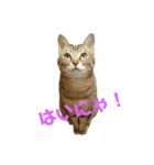 えるとべる（個別スタンプ：13）