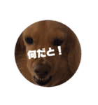 ミニチュアダックスフントの表情（個別スタンプ：2）