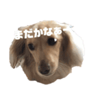 ミニチュアダックスフントの表情（個別スタンプ：3）