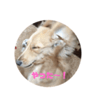 ミニチュアダックスフントの表情（個別スタンプ：5）