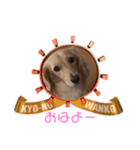 ミニチュアダックスフントの表情（個別スタンプ：8）