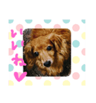 Cleo＆Figaro（個別スタンプ：8）