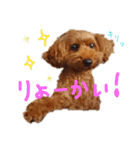 トイプードルのベルさん（個別スタンプ：2）