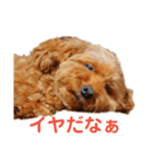 トイプードルのベルさん（個別スタンプ：7）