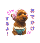 トイプードルのベルさん（個別スタンプ：18）