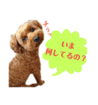 トイプードルのベルさん（個別スタンプ：20）