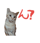 みーめとちょことわかな。（個別スタンプ：1）