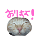 みーめとちょことわかな。（個別スタンプ：4）