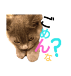 みーめとちょことわかな。（個別スタンプ：7）