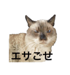タヌシャムルドラちゃん（個別スタンプ：1）