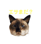 タヌシャムルドラちゃん（個別スタンプ：9）