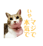 モフモフ姫ちゃんスタンプVol.1（個別スタンプ：4）